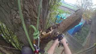 Arborist Removing a snaped hanger from a poplar Madestone Lockjack TampR Trees [upl. by Radmen374]