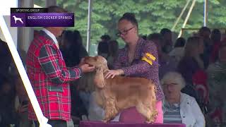 Spaniels English Cocker  Breed Judging 2022 [upl. by Holmann]