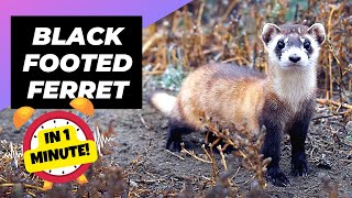 BlackFooted Ferret  In 1 Minute 🦨 One Of The Most Endangered Animals In The Wild  1MinuteAnimals [upl. by Ahsilam735]