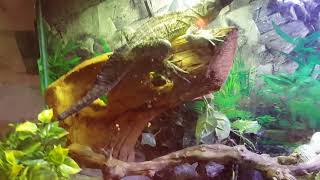 update video Philippine Sailfin lizard dragon 90 gallon 5050 terrarium how to set up [upl. by Bonina]