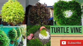 Turtle vine making tricks and methodsfast growing turtle vine techniques [upl. by Jenifer]