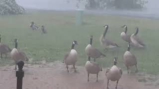 Tuesday afternoon thunderstorm front arrives in Oklahoma wind rain hail lightning thunder wildlife [upl. by Aititil]