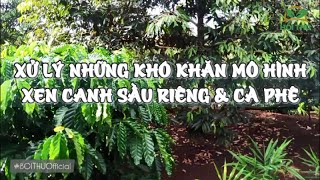 Muốn trồng xen canh Sầu Riêng với Cà phê thì cần giải quyết 5 vấn đề này [upl. by Crane]