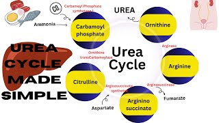 Urea cycle made simple  amino acid metabolism  ornithine cycle biochemistry biochemistrynotes [upl. by Eyoj]