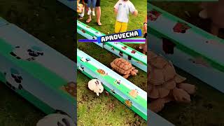 🐇🆚🐢 Conejo vs tortuga  Esemajeengasado LaCerpetadelosvrgzos youtube shorts [upl. by Neuburger]