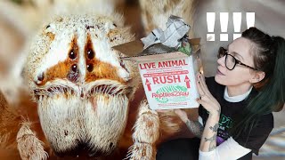 UNBOXING LOOK AT THAT FACE BIG Cute African Velvet Spiders amp NEW Jumpers Stegodyphus Phiddipus [upl. by Noll206]