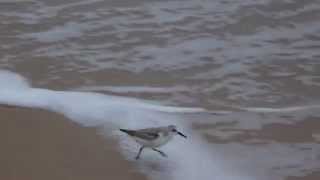 Sandpiper Bird Running from Waves [upl. by Lodi]