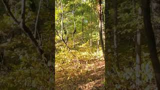 Springfield Missouri Conservation Area Hiking Trail 101324 [upl. by Annoid]