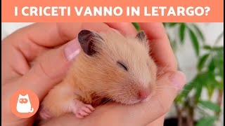 Come faccio a sapere se il mio CRICETO è in LETARGO 🐹 [upl. by Sorgalim615]