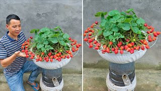 Growing Strawberries Without Watering Double the Productivity and Continuously Harvest [upl. by Adnoloy]