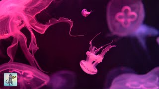 Neon Jellyfish Aquarium  Relaxing Music for Sleep Study Meditation amp Yoga • Screensaver • 6 HOURS [upl. by Delija485]