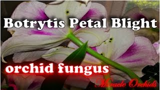 Botrytis Petal Blight  How to prevent Botrytis fungus from ruining your orchid flowers [upl. by Rafe]