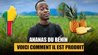 Voici comment se produit le meilleur ananas du monde [upl. by Brose]