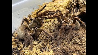 Theraphosa blondi second pairing [upl. by Thamora]