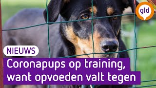 Na corona meer honden met gedragsproblemen [upl. by Oruntha]