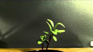 Plant Growth Time Lapse Test [upl. by Eicak975]