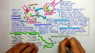 Tuberculosis Pathogenesis [upl. by Ainar71]