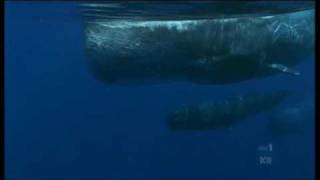 Sperm Whales Galapagos [upl. by Rosenzweig]