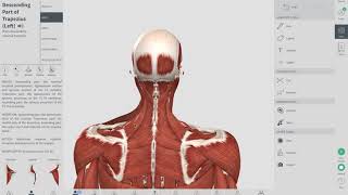 COMMON CAUSES OF NECK PAIN  Neck Pain Muscle Knot  OBTS [upl. by Everett]