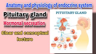 Pituitary gland and its Hormone  The Master Gland  By AbuBakar Med Plus [upl. by Enila]