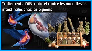 Traitements 100 naturel contre les maladies intestinales chez les pigeons [upl. by Bellis]