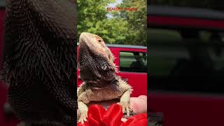 Annoyed cute black BEARDED DRAGON mad at BIRDs [upl. by Luciano]