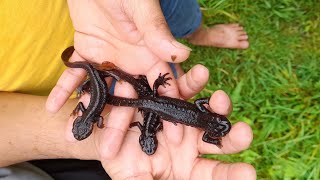 Catching RareEndangered Salamander In Darjeeling😄 [upl. by Ididn]