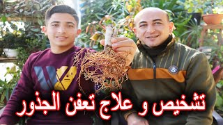 تشخيص و علاج تعفن جذور النباتات [upl. by Abercromby]