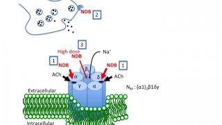 Examples of Nicotinic Receptor Antagonists [upl. by Lorusso]