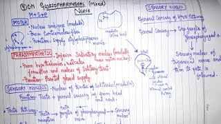 Glossopharyngeal Nerve  9th Cranial Nerve  Part 1  Neuroanatomy [upl. by Lada]