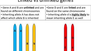 Alevel Biology Autosomal linkage [upl. by Sivart910]