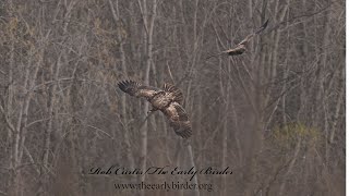 Haliaeetus leucocephalus BALD EAGLES flying catching fish 9087157 [upl. by Filippa]