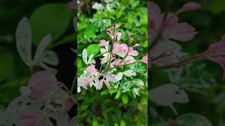 Pithecellobium dulce shortvideo flowers floweringplant nature [upl. by Dalt]