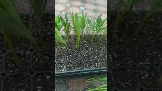 Nerium oleander Propagation 🌱💚  Oleander cutting 👉shorts oleander propagate neriumoleander [upl. by Antony]