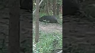 Hog down right under the feeder wildlife boarhunting subscribe trending [upl. by Natika486]