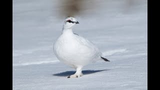 Rock Ptarmigan Lagopus muta surviving in winter [upl. by Siol]