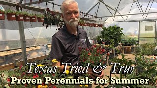 TX Tried amp True Perennials for Summer Part 1 [upl. by Ainahs]