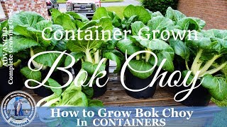 How to Grow Bok Choy in Containers [upl. by Duwad]