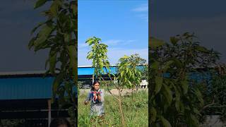 Management of fungal diseases by spraying fungicide in mango tree🌳garden horticulture shorts [upl. by Saalocin]