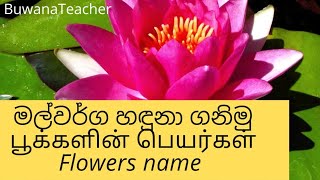 Grade 345 tamil language second language Flowers [upl. by Orban85]