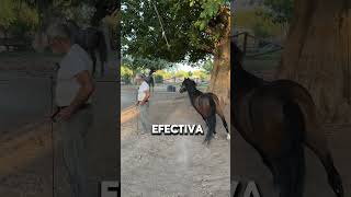 Impresionante Tecnica Para Entrenar Caballos Néstor Portillo [upl. by Beckman480]