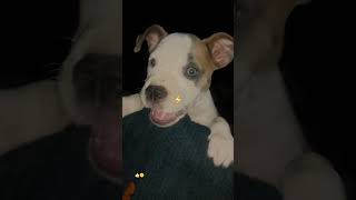 Jora barking 😀americanbully worlddoglovers doglover pitbulldog pets youtubeshorts [upl. by Margareta]