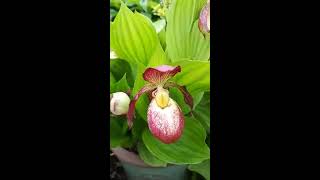 Hardy orchids  my Cypripediums [upl. by Kcirtapnhoj]