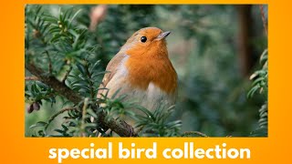 Special Bird Collection  A RealLife Journey of Nurturing Different Species [upl. by Raddatz]