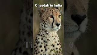 How many cheetah live in India shorts [upl. by Manwell]