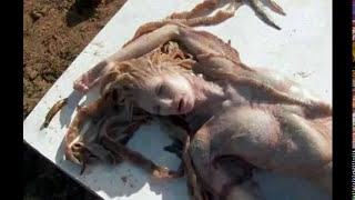 Real Mermaid  Jalpari  Found In India  Shocking News [upl. by Ydroj]