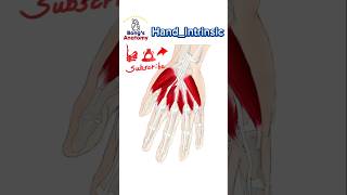 38 HandIntrinsic anatomy bones drawing illustration art muscles [upl. by Elroy]