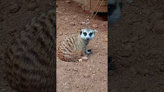 Meerkat  Nenmara pet world shortfeed subscribe shorts viralvideo [upl. by Analem]