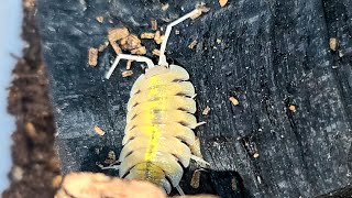 Porcellio bolivari ボリバリユーレイオオワラジムシの飼育繁殖方法とリセット [upl. by Einattirb]