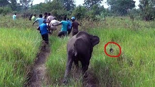 Treating Baby tusker injured by a Hakka patas [upl. by Leonid]